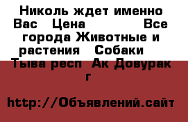 Николь ждет именно Вас › Цена ­ 25 000 - Все города Животные и растения » Собаки   . Тыва респ.,Ак-Довурак г.